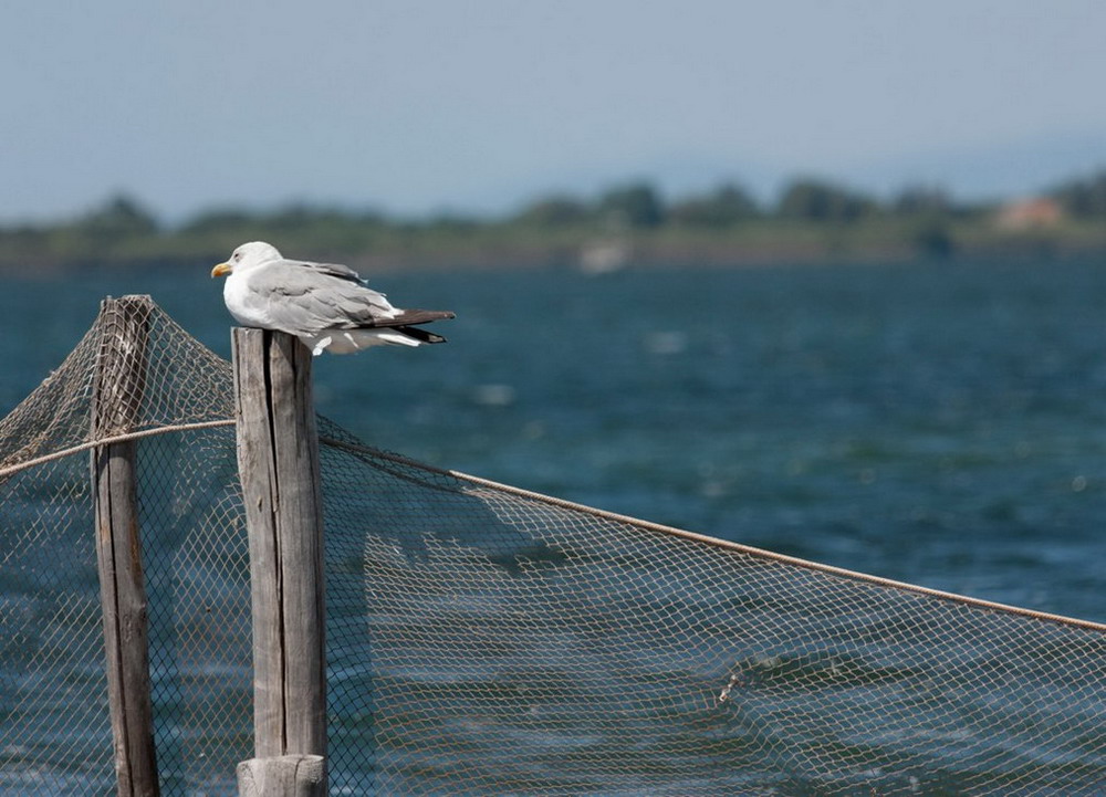 7975274167_e66348893e_b