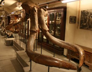 Mammuthus_meridionalis_Montevarchi_07